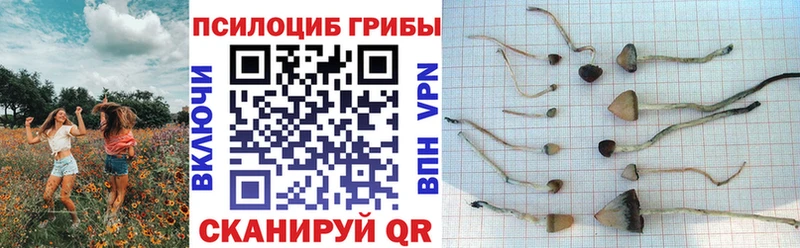 Галлюциногенные грибы Psilocybe  Новотитаровская 